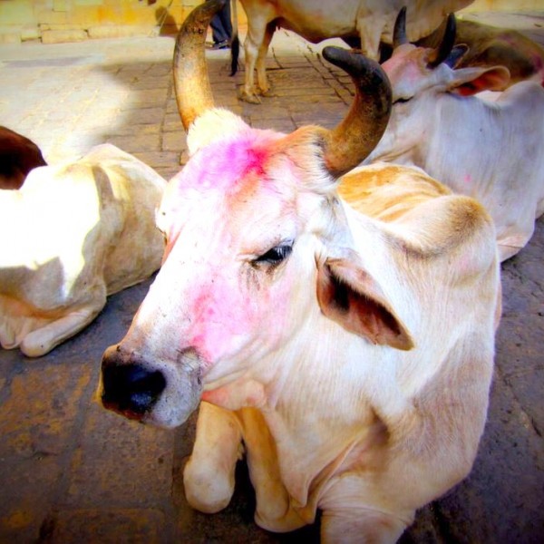 Why is Cow Sacred to Hindus