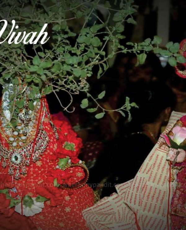 Tulsi Vivah (तुलसी विवाह)